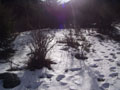 gorgeous sunny snow.jpg